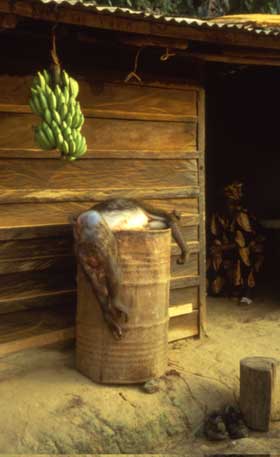 Gabon dead monkey