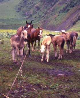 kazakhstan ponies